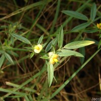 Stylosanthes guianensis (Aubl.) Sw.